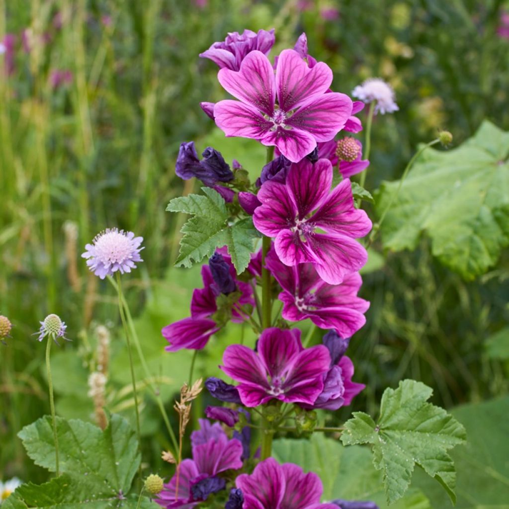 Malva sylvestris var. mauritiana Seeds - French mallow