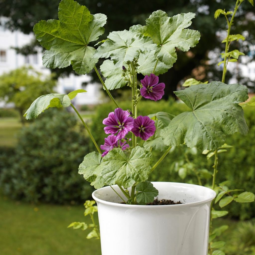 Malva sylvestris var. mauritiana Seeds - French mallow