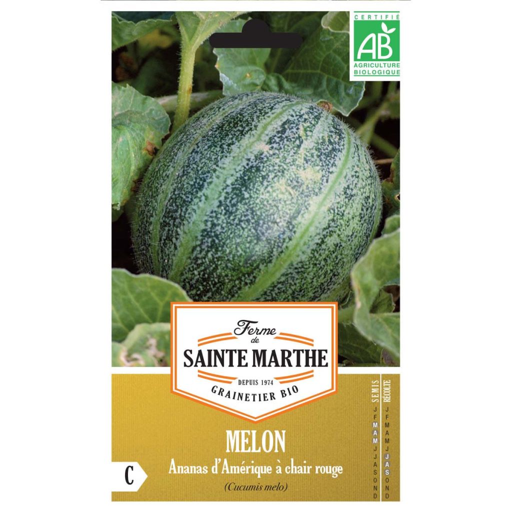 Cucumis melo American Pineapple