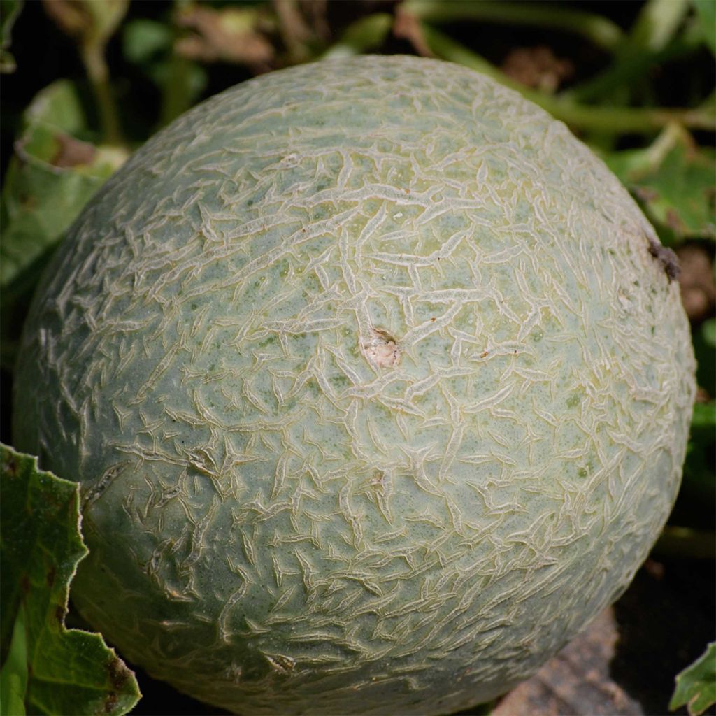 Cucumis melo Sucrin de Tours -  Ferme de Sainte Marthe Seeds