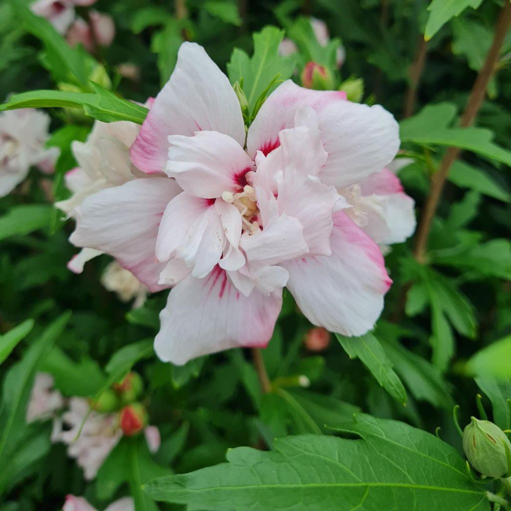 Hibiscus syriacus Leopoldii - Rose of Sharon