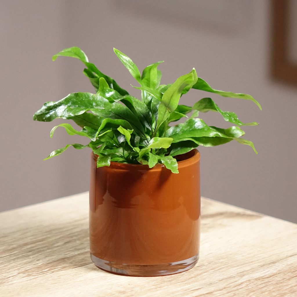 Microsorum pteropus  - Fougère de Java