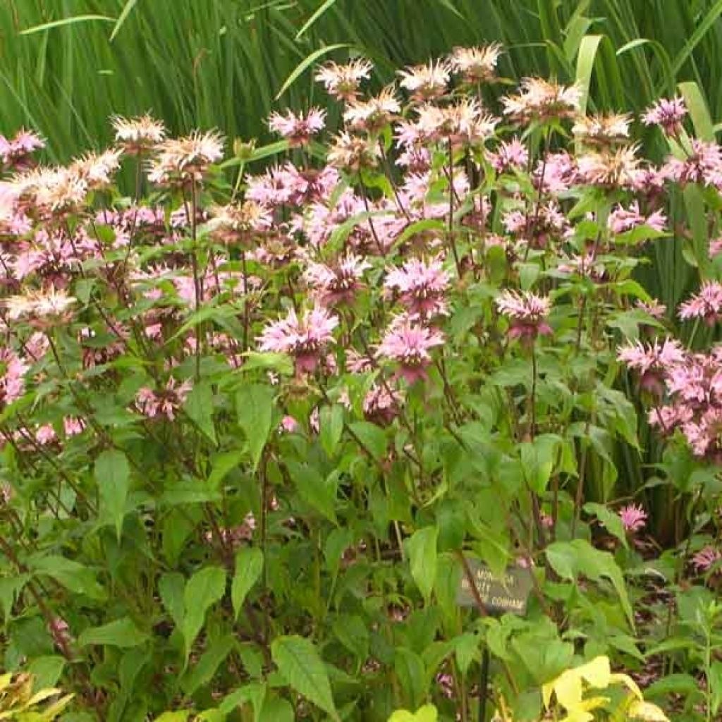 Monarda Beauty of Cobham - Beebalm