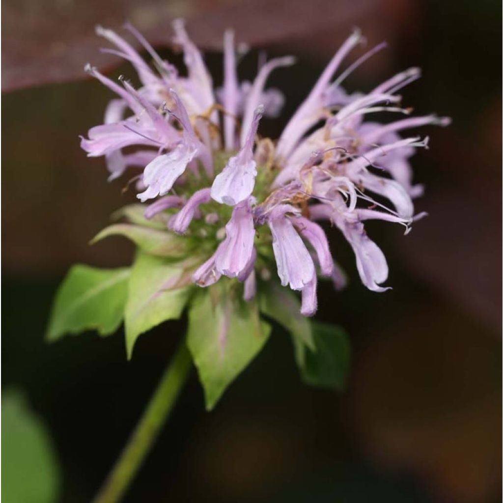 Monarda Beauty of Cobham - Beebalm