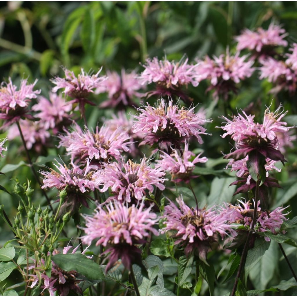 Monarda Beauty of Cobham - Beebalm