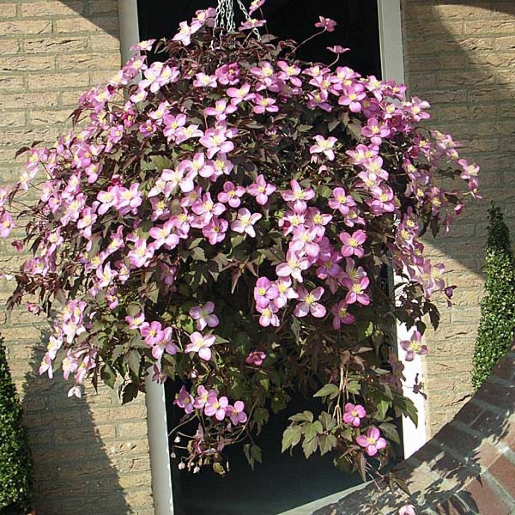 Clematis montana Mayleen