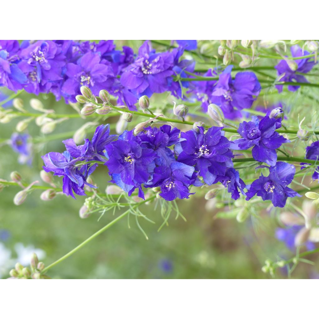 Delphinium consolida DelQIS Dark Blue Edge - Forking Larkspur