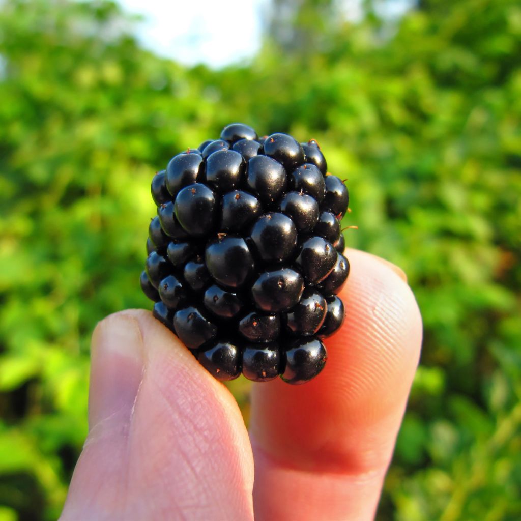 Everbearing Blackberry Reuben  - Rubus fruticosus