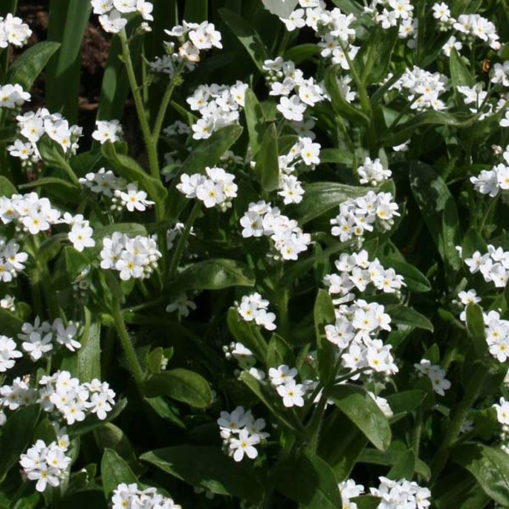 Myosotis sylvatica Snowsylva - Forget-me-not
