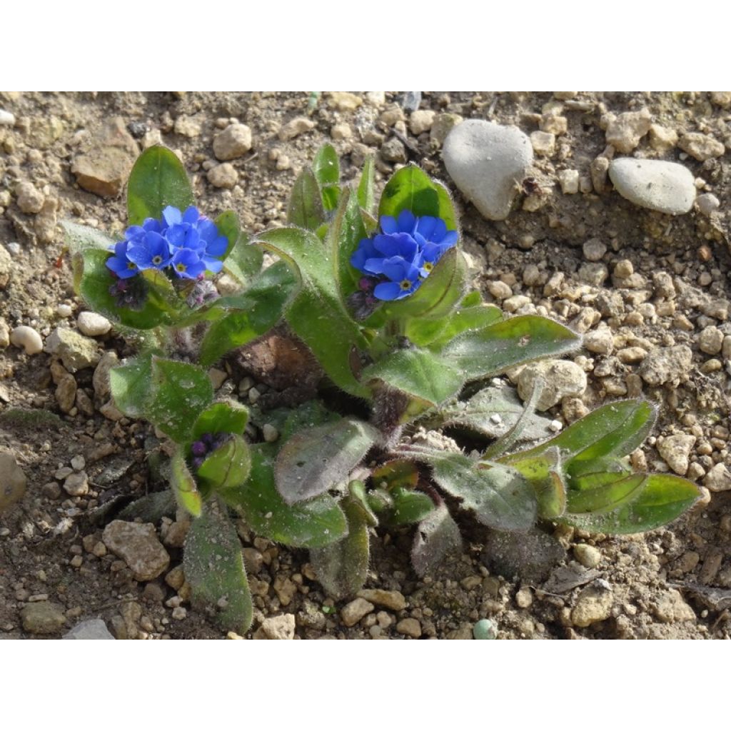 Myosotis sylvatica Bluesylva - Forget-me-not