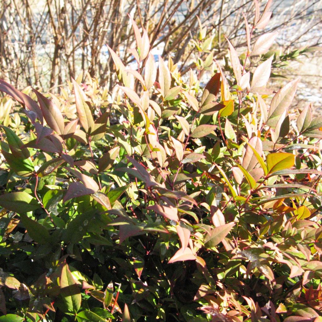 Nandina domestica Gulf Stream - Sacred Bamboo