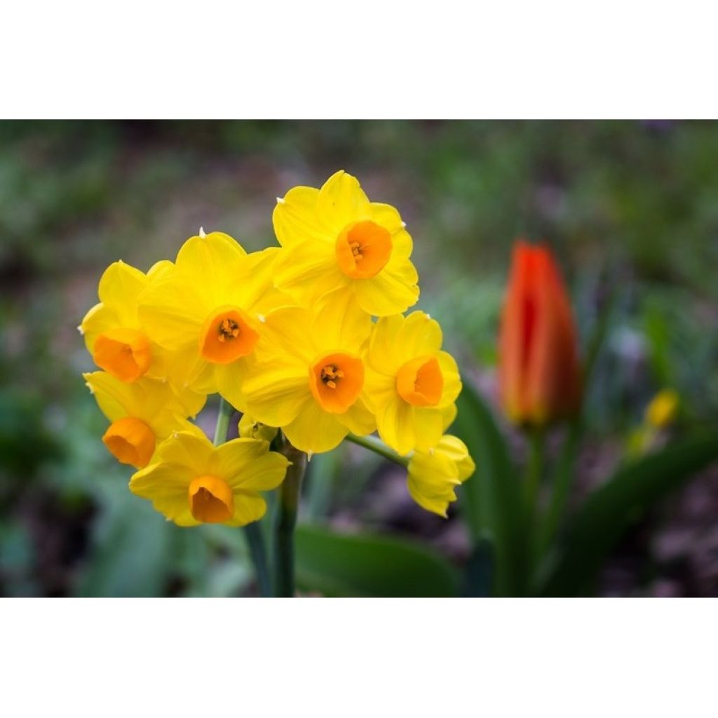 Narcissus Grand Soleil d'Or