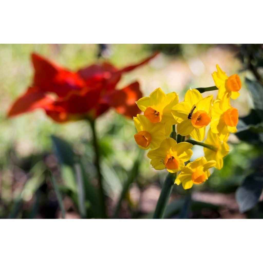 Narcissus Grand Soleil d'Or