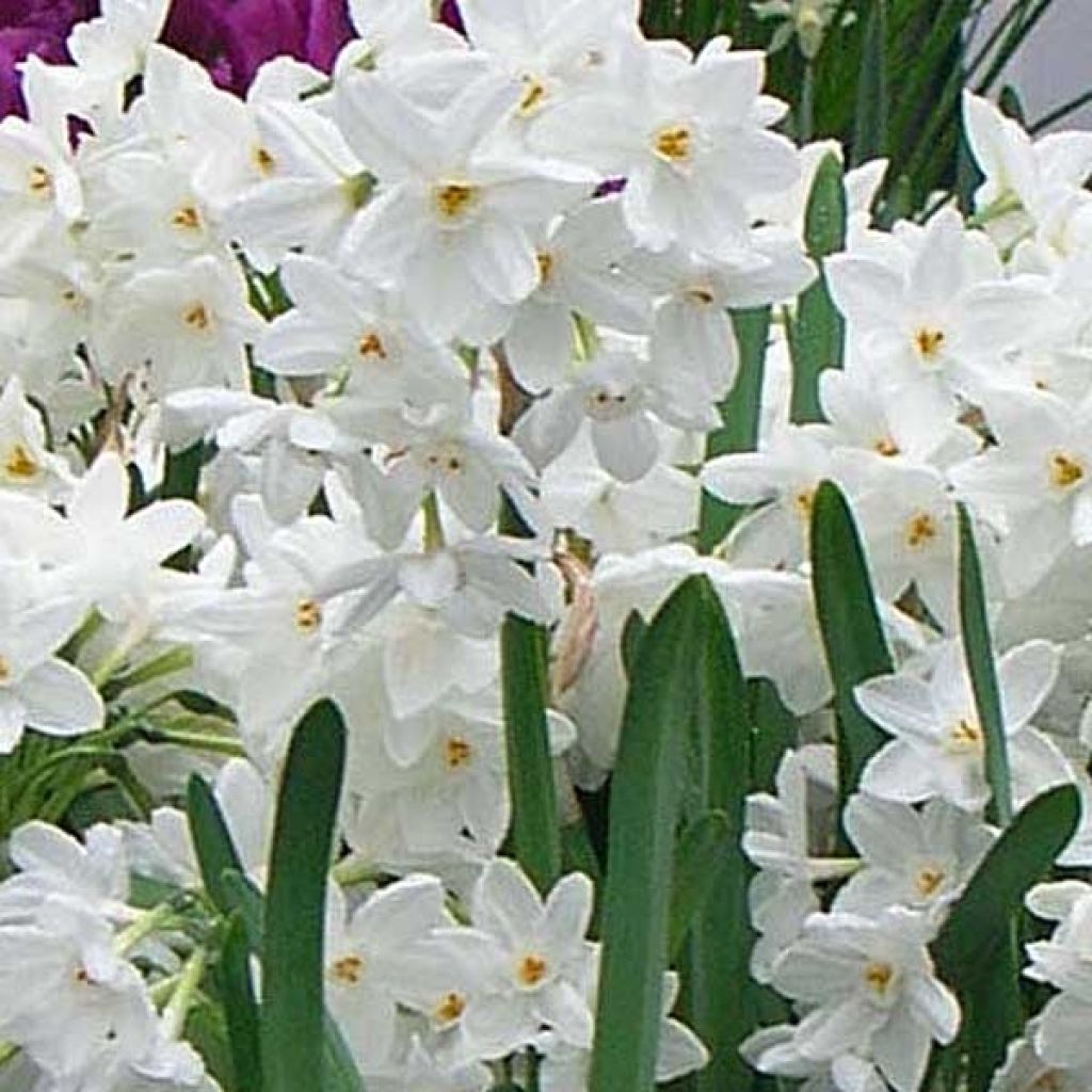 Narcissus papyraceus Paperwhite