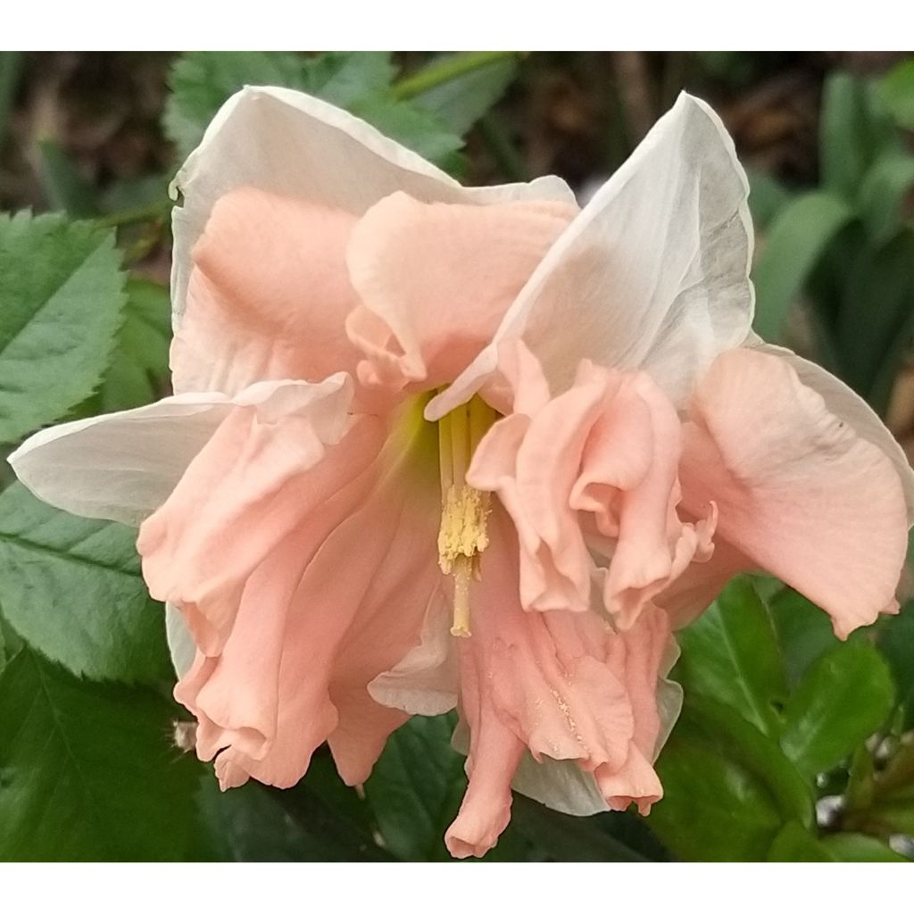 Narcissus Apricot Whirl