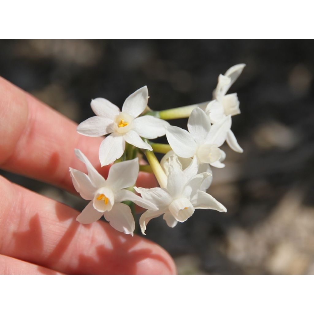 Narcissus papyraceus Paperwhite
