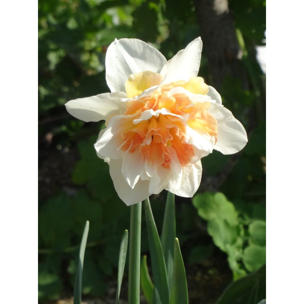Narcissus Replete - Daffodil