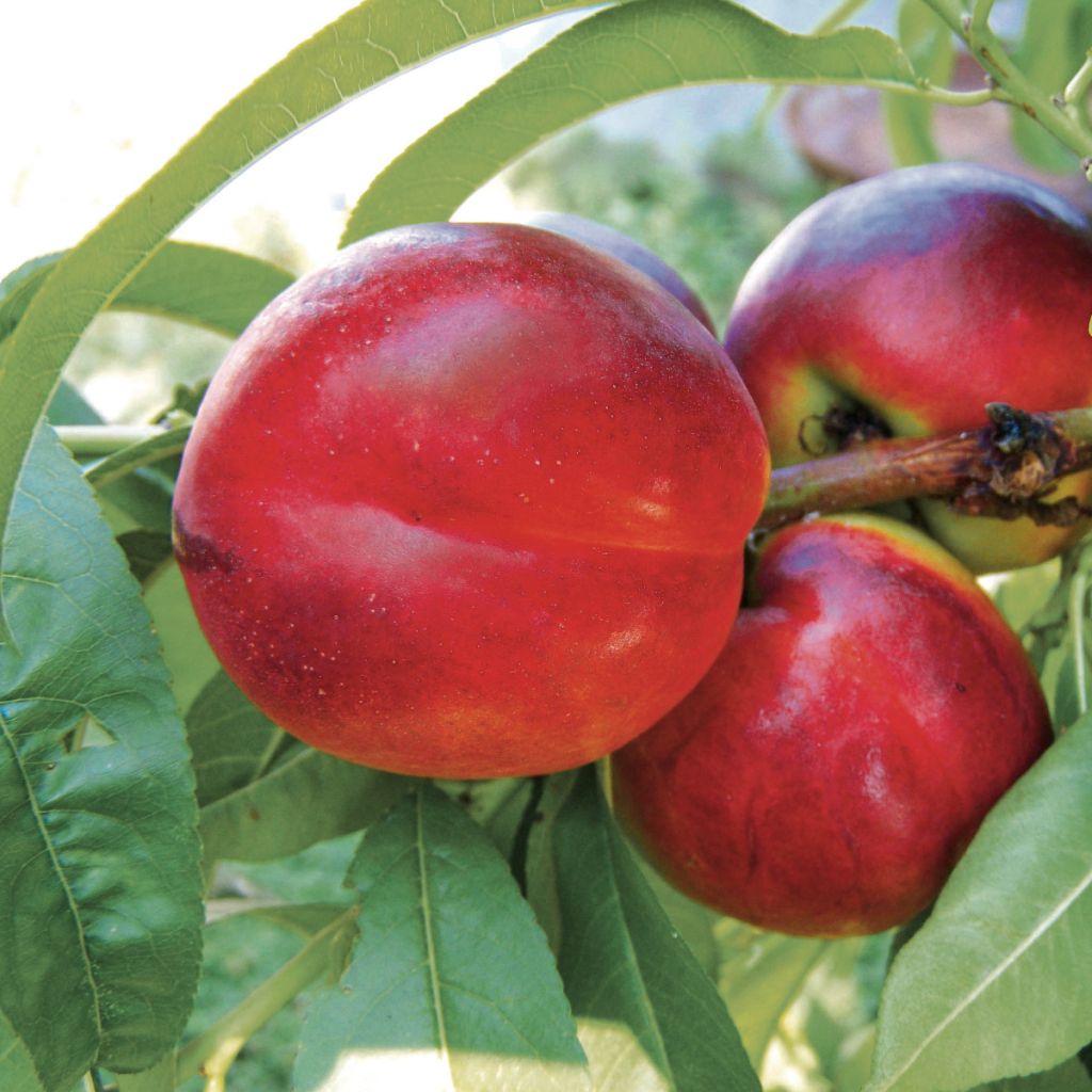 Prunus Fantasia - Nectarine Tree