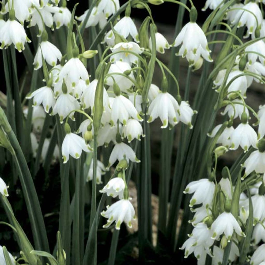 Leucojum aestivum Gravetye Giant - Summer Snowflake