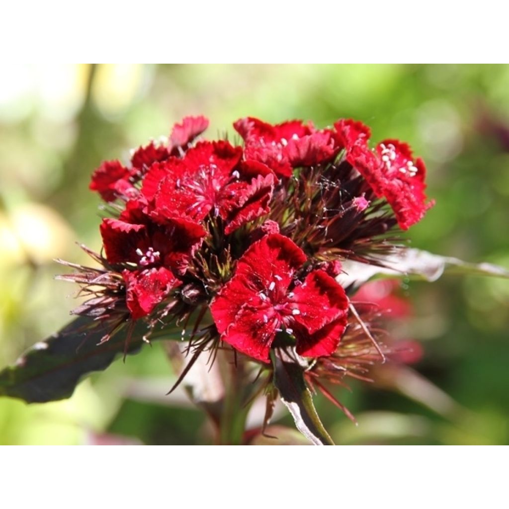 Dianthus barbatus Mix