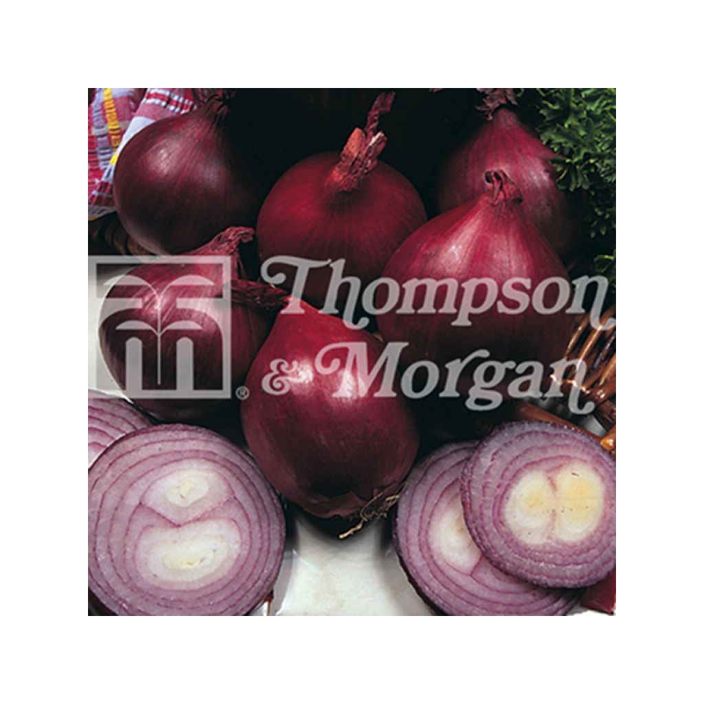 Red Baron F1 Red Onion - Allium cepa