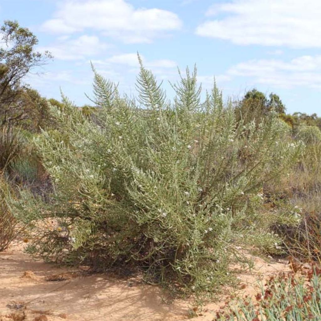 Olearia lepidophylla - Daisy Bush
