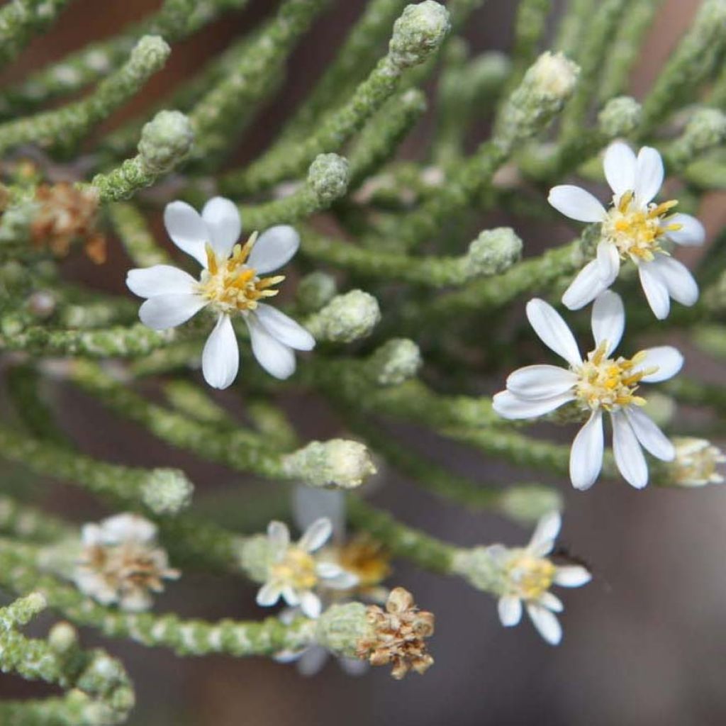 Olearia lepidophylla - Daisy Bush