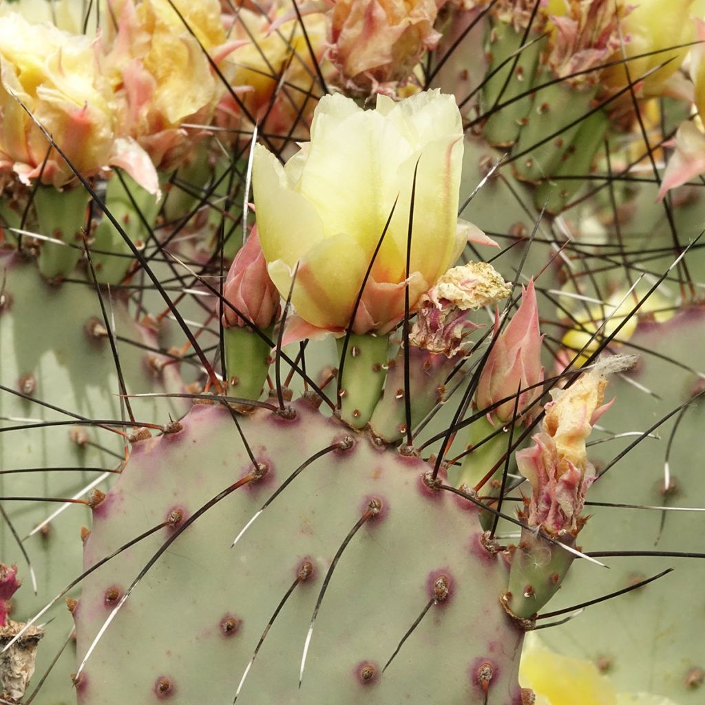 Opuntia macrocentra - Black-spined prickly pear