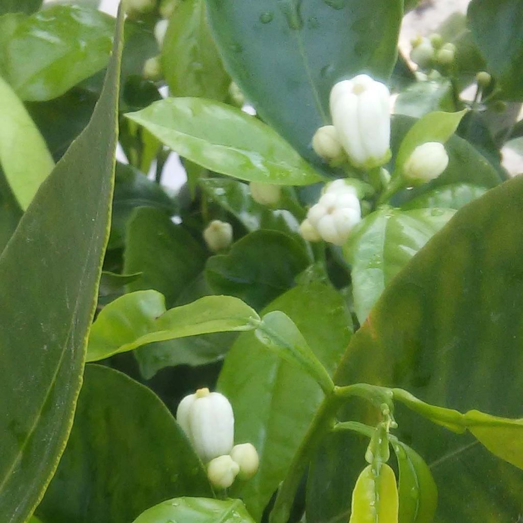 Citrus Corrugata - Bitter Orange