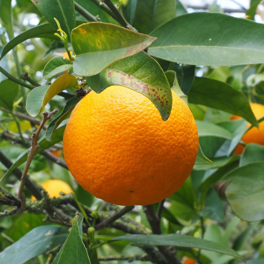 Sweet Orange - Citrus sinensis