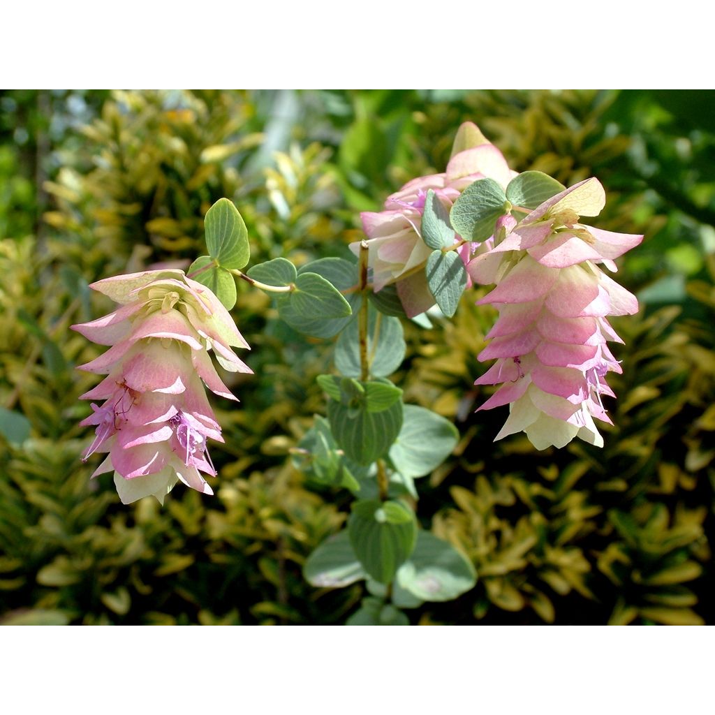 Origanum rotundifolium Kent Beauty - Oregano
