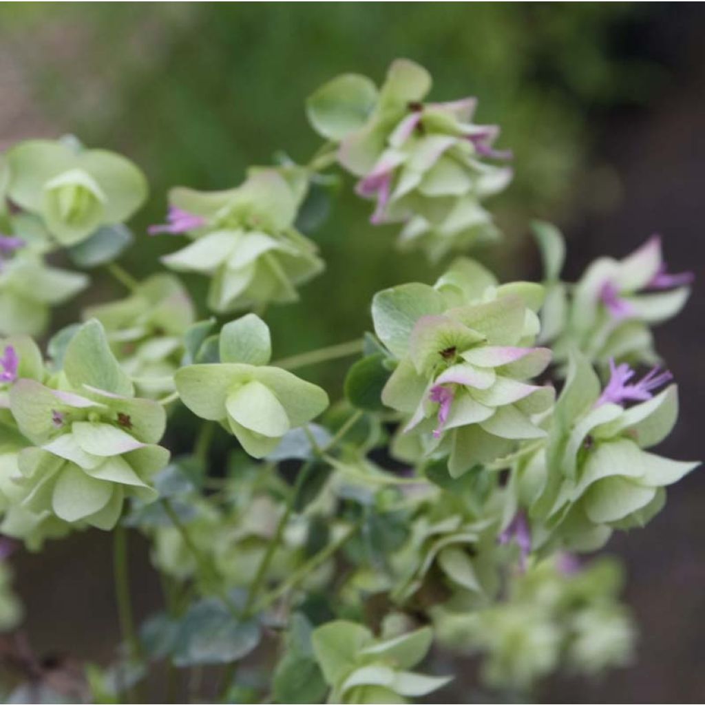 Origanum rotundifolium Kent Beauty - Oregano