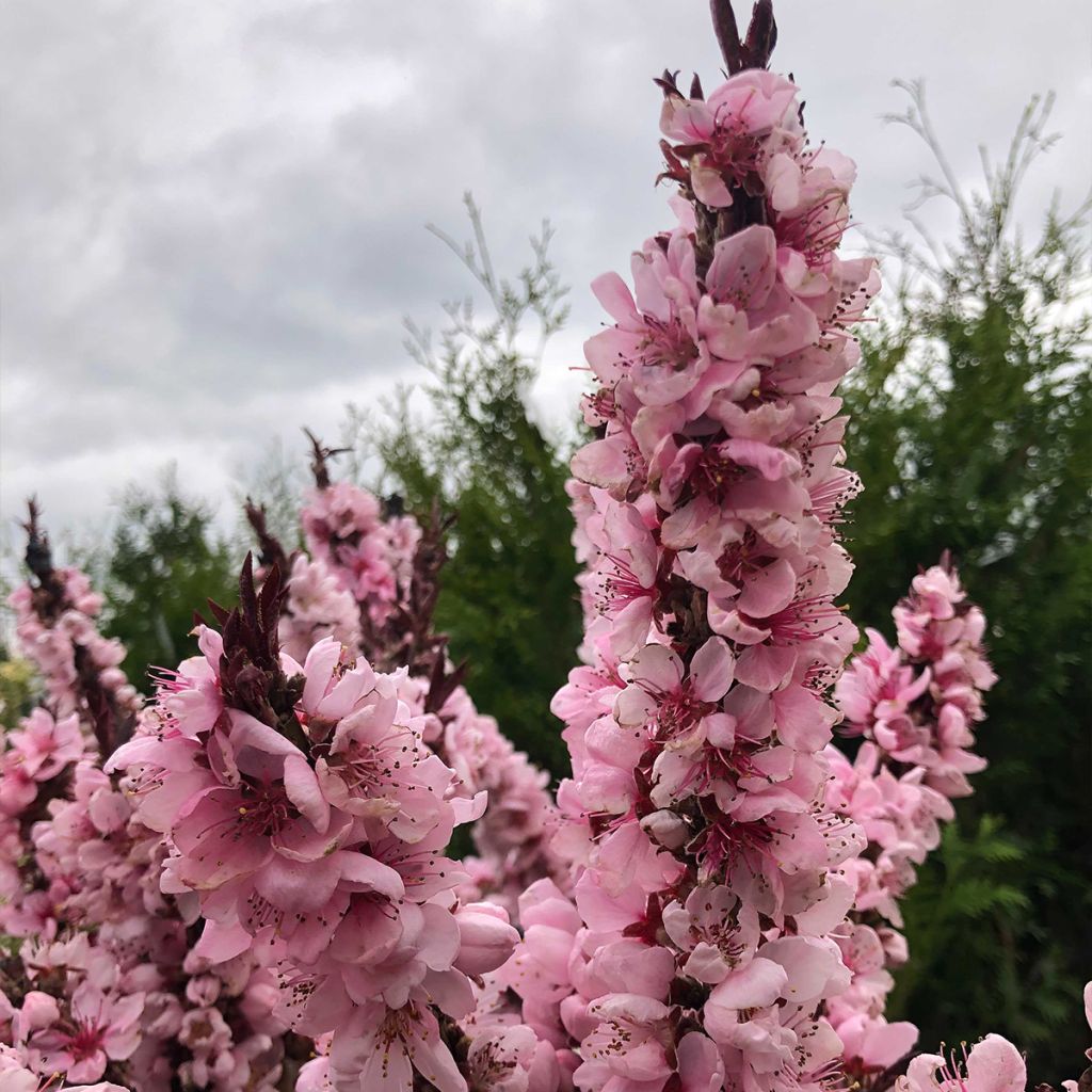 Prunus persica Dwarf Crimson Bonfire