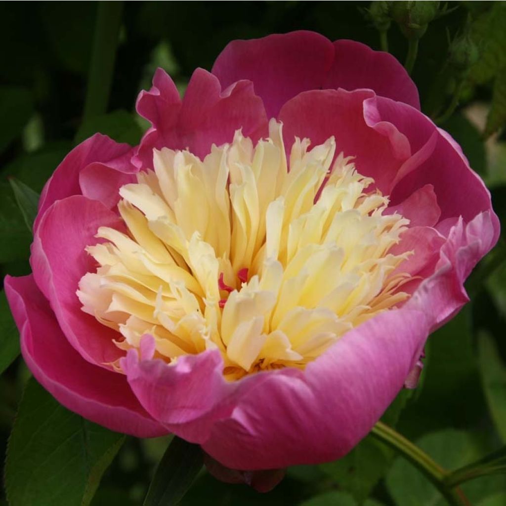 Paeonia lactiflora Bowl of Beauty