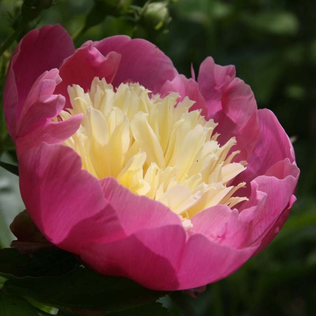 Paeonia lactiflora Bowl of Beauty