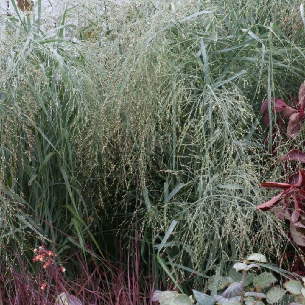 Panicum virgatum Prairie Sky - Switchgrass