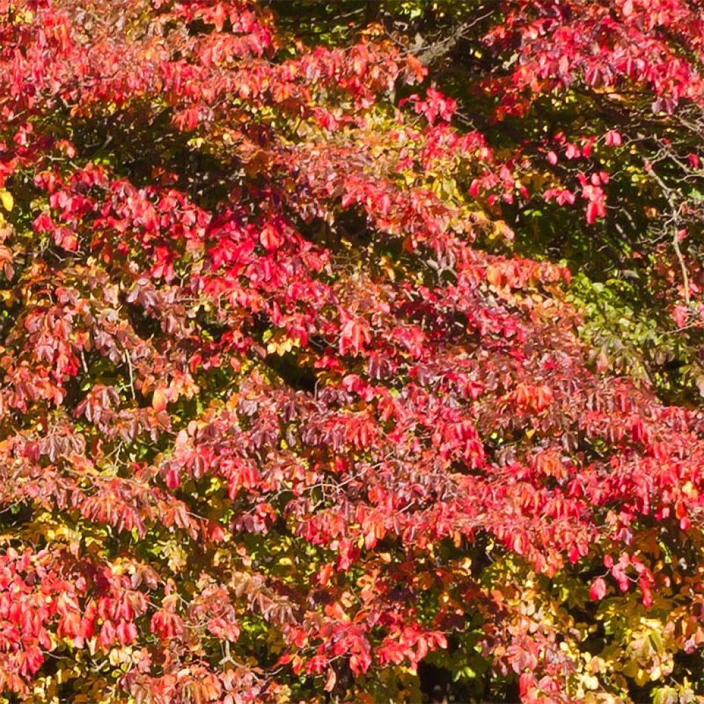 Parrotia persica - Persian Ironwood