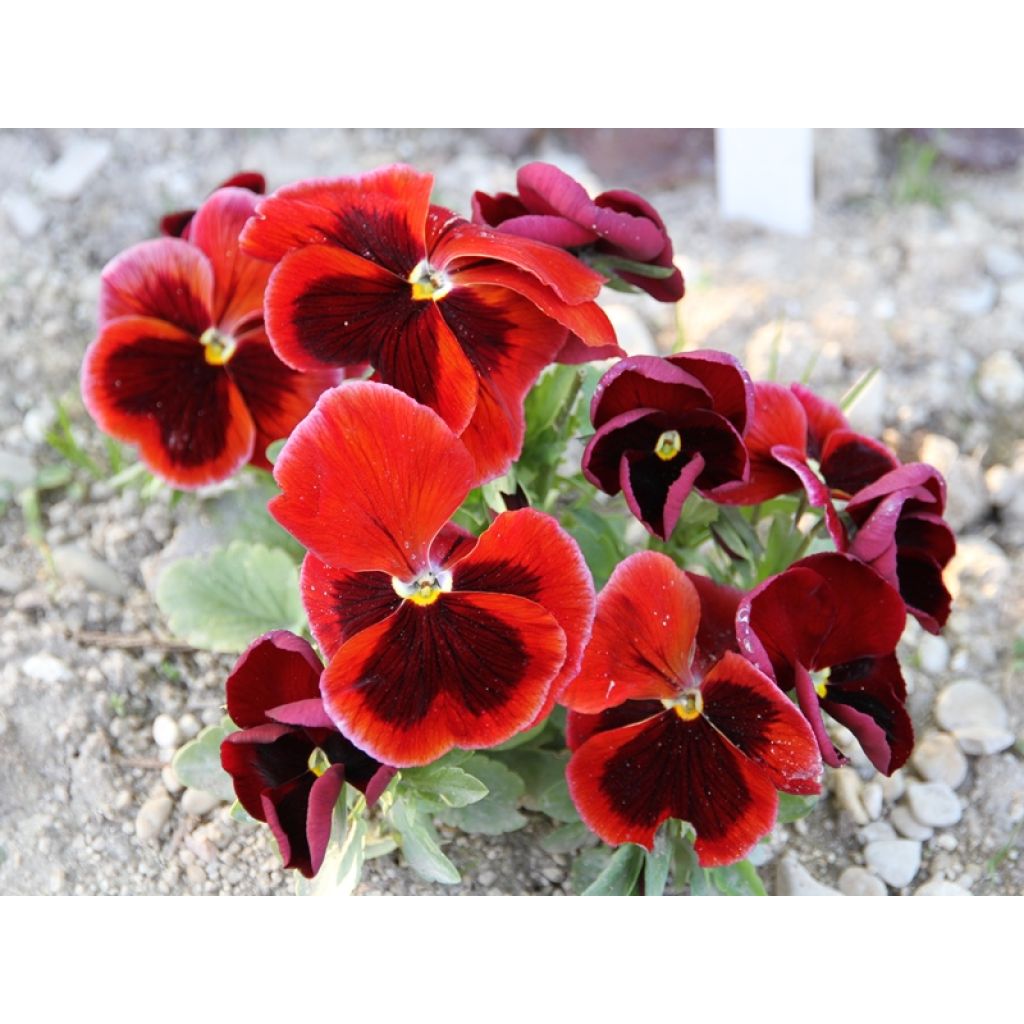 Viola - Pansy Alpenglow Seeds