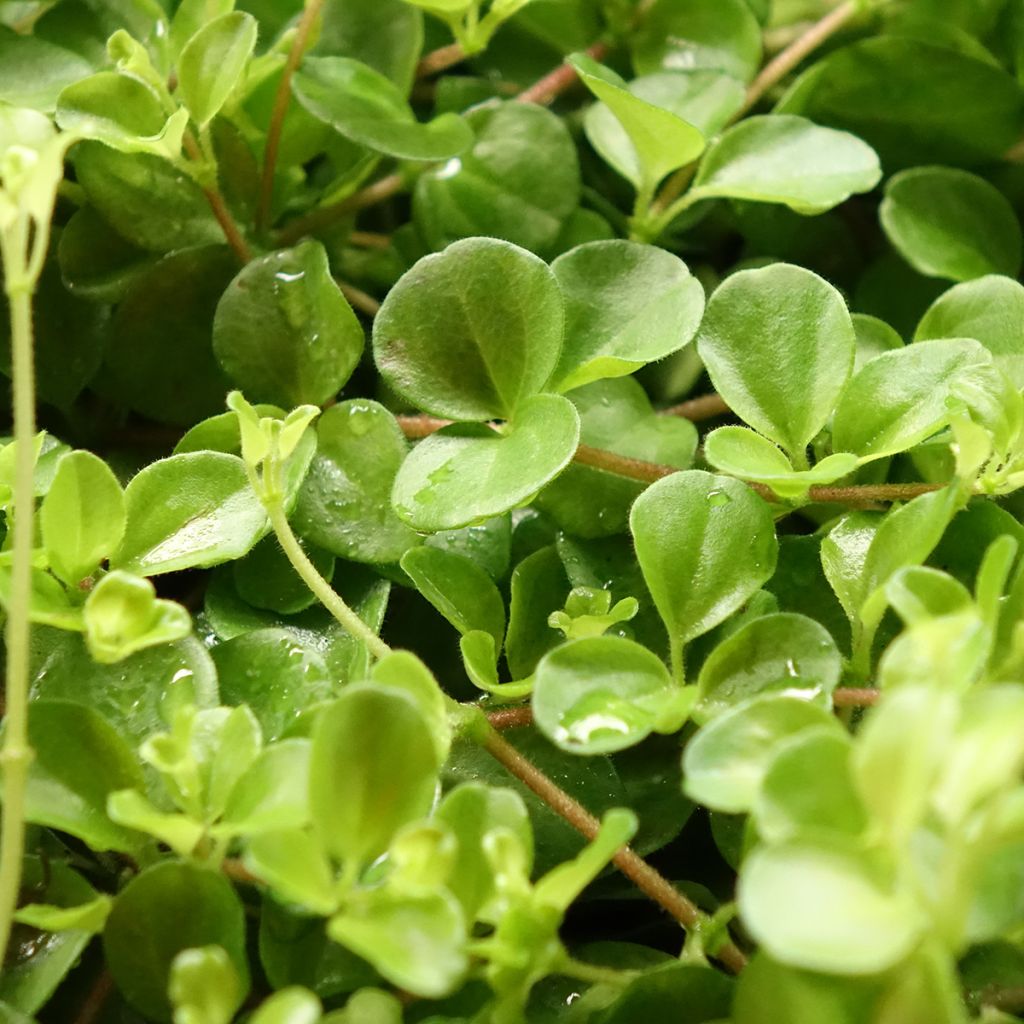 Peperomia rotundifolia - Trailing jade