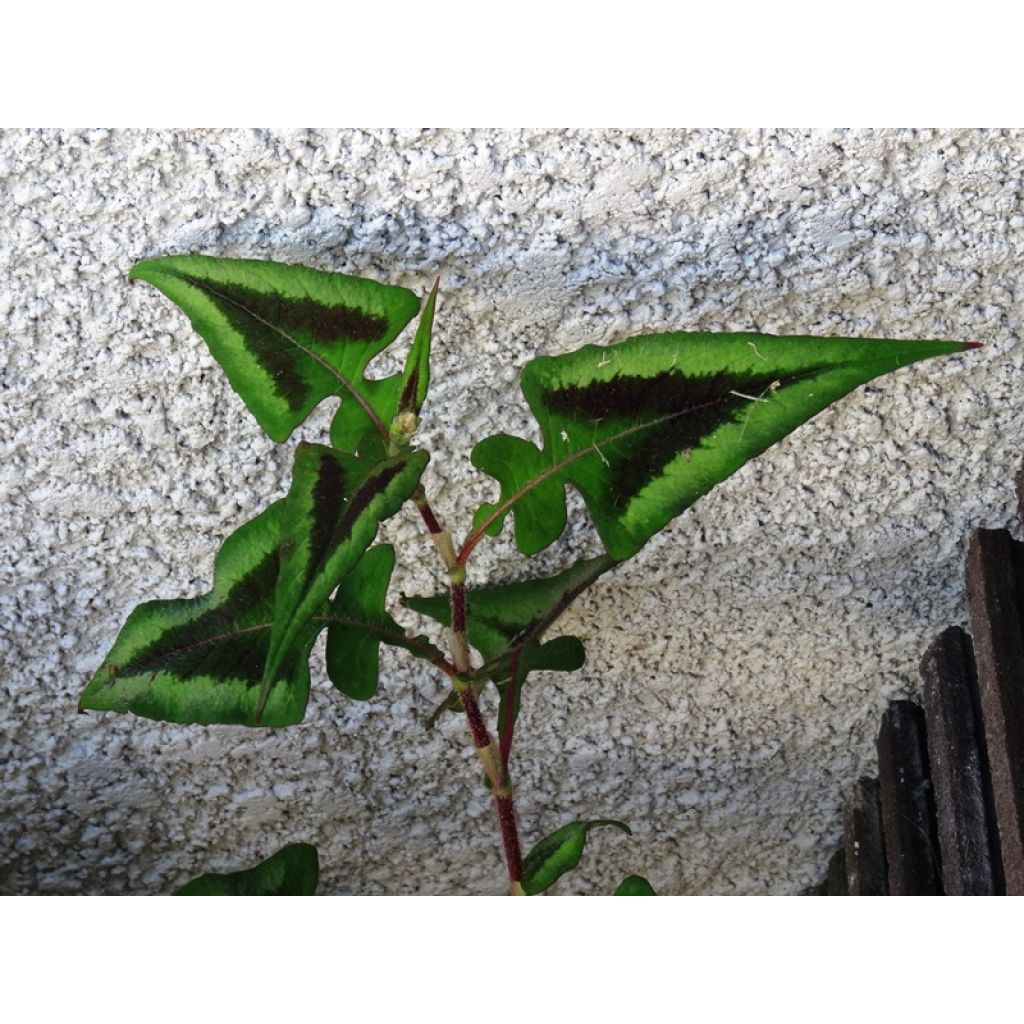Persicaria runcinata Purple Fantasy - Knotweed
