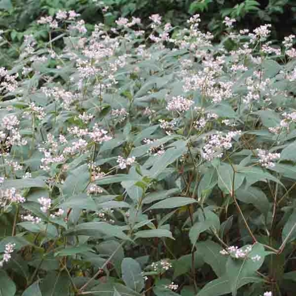 Persicaria campanulata