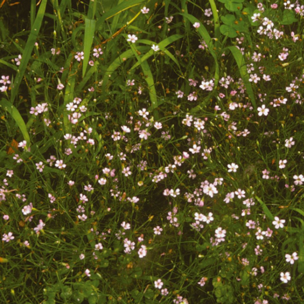 Petrorhagia saxifraga