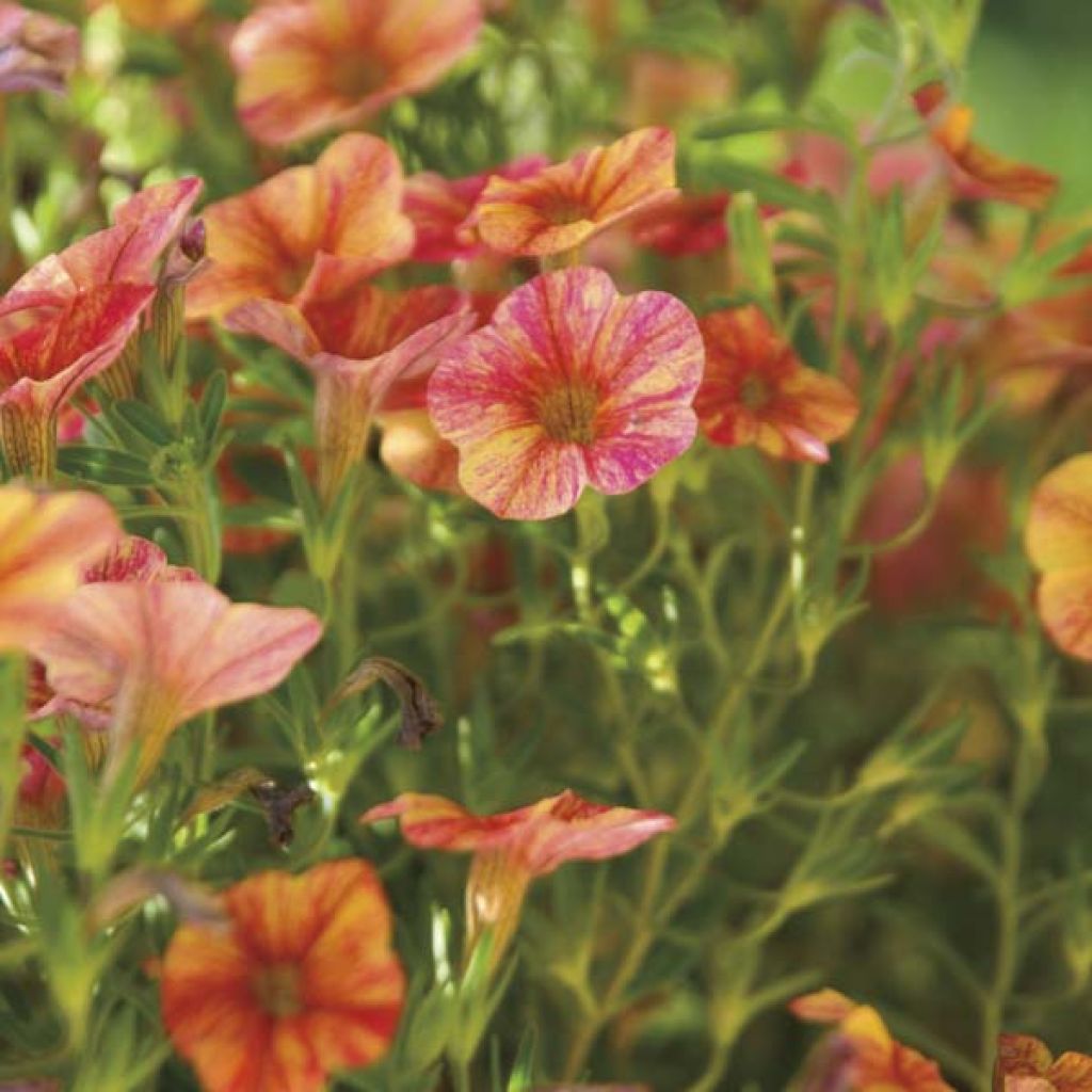 Calibrachoa hybrida Million Bells Cracking Fire - Trailing Petunia