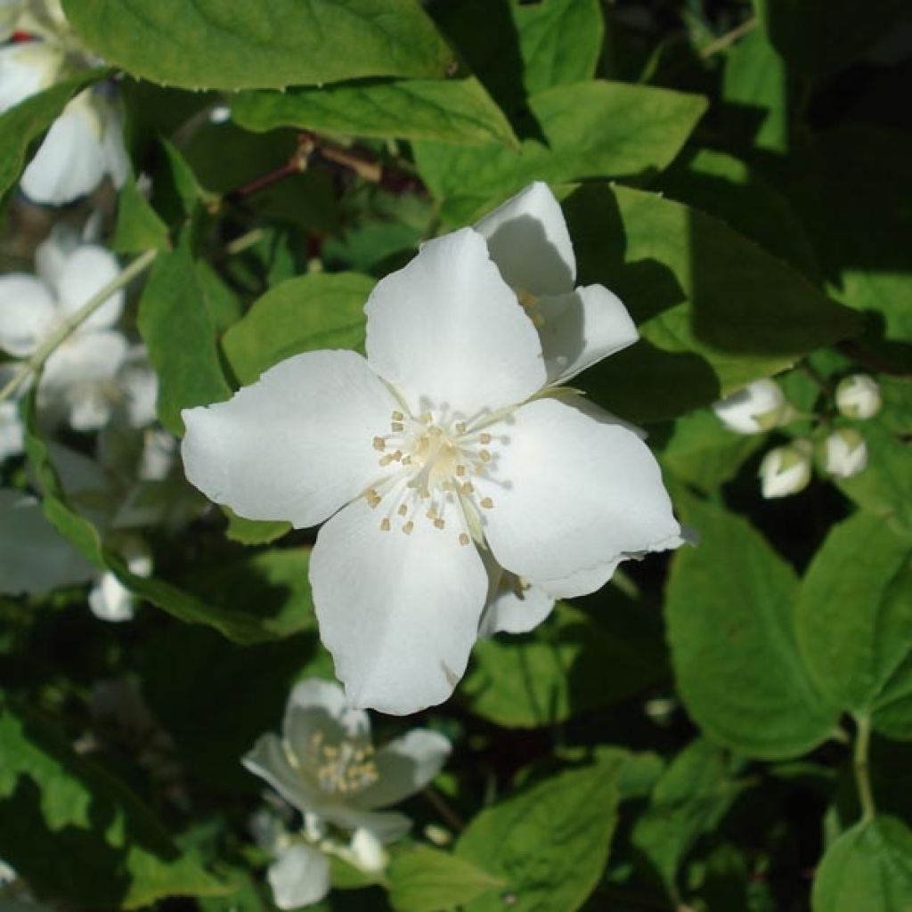 Philadelphus coronarius - Mock Orange