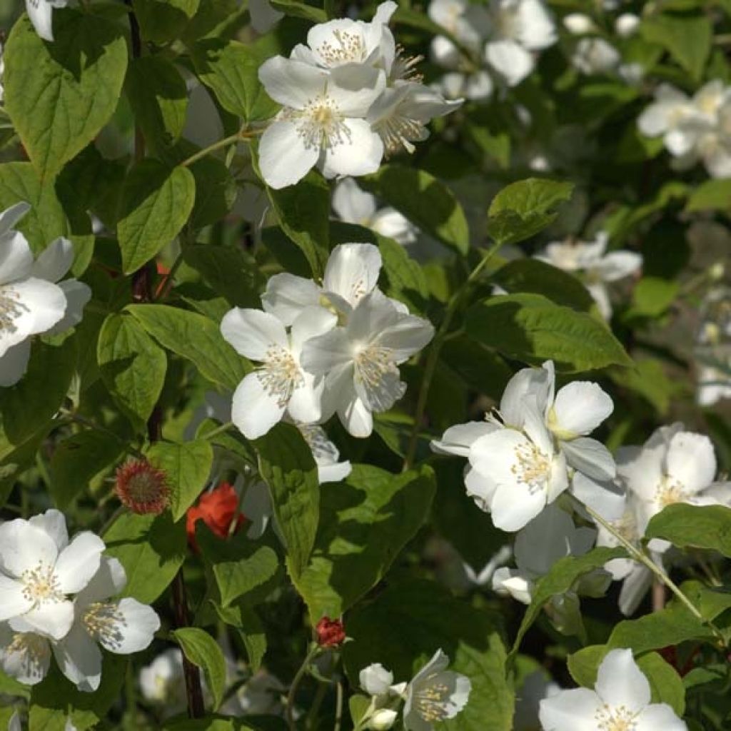 Philadelphus coronarius - Mock Orange