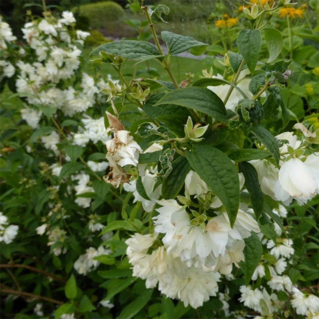 Philadelphus Snowbelle - Mock Orange