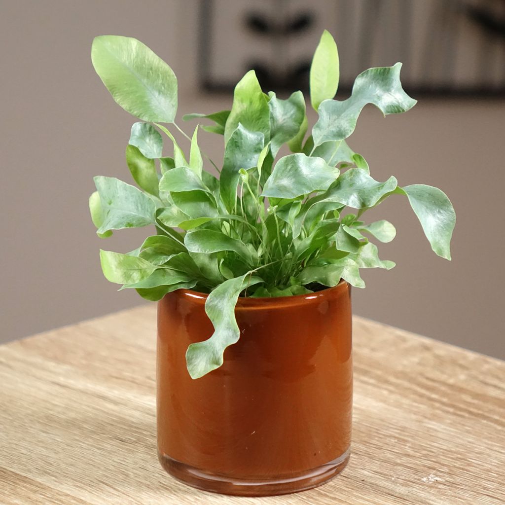 Phlebodium aureum Blue Star - Golden polypody