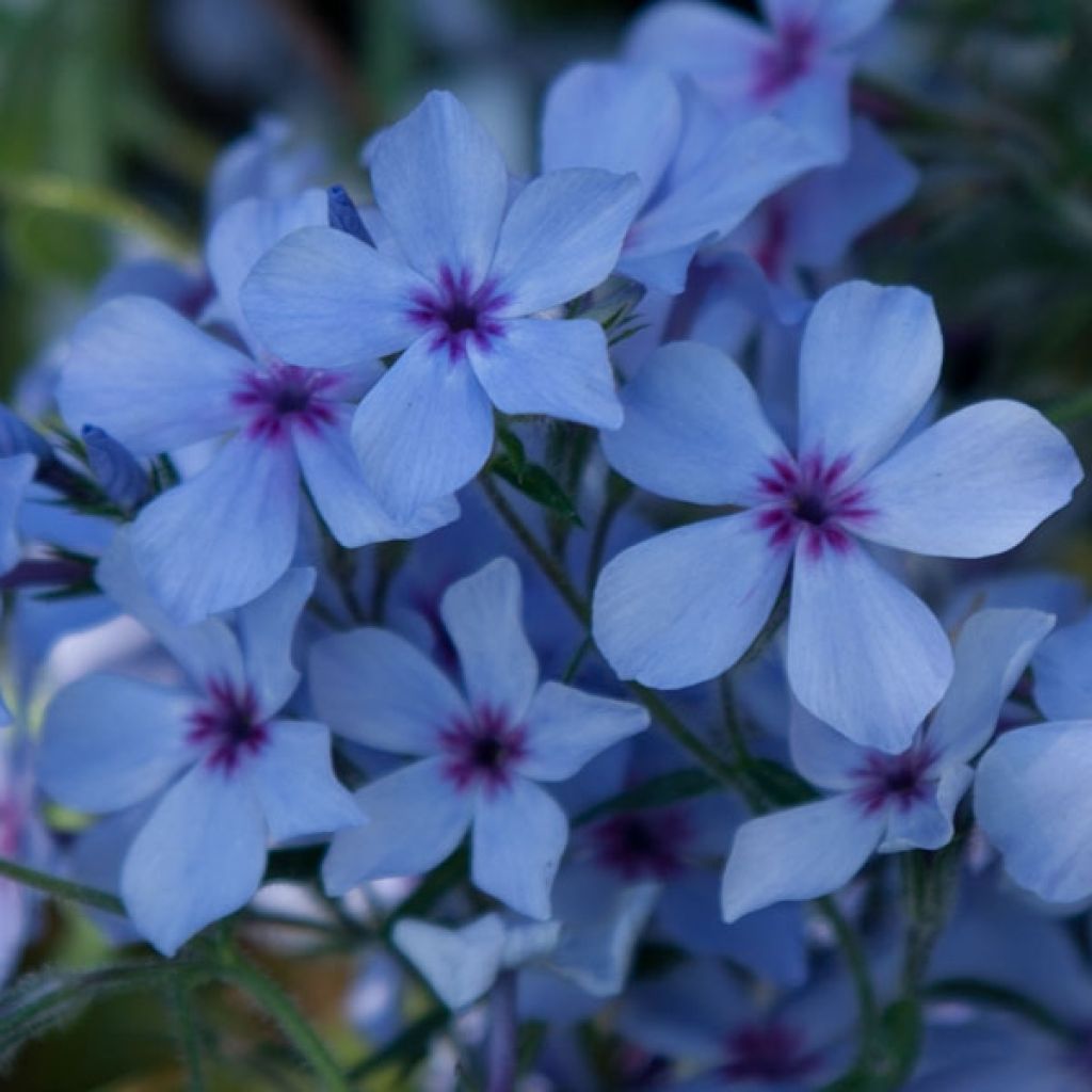 Phlox divaricata subsp. laphamii Chattahoochee
