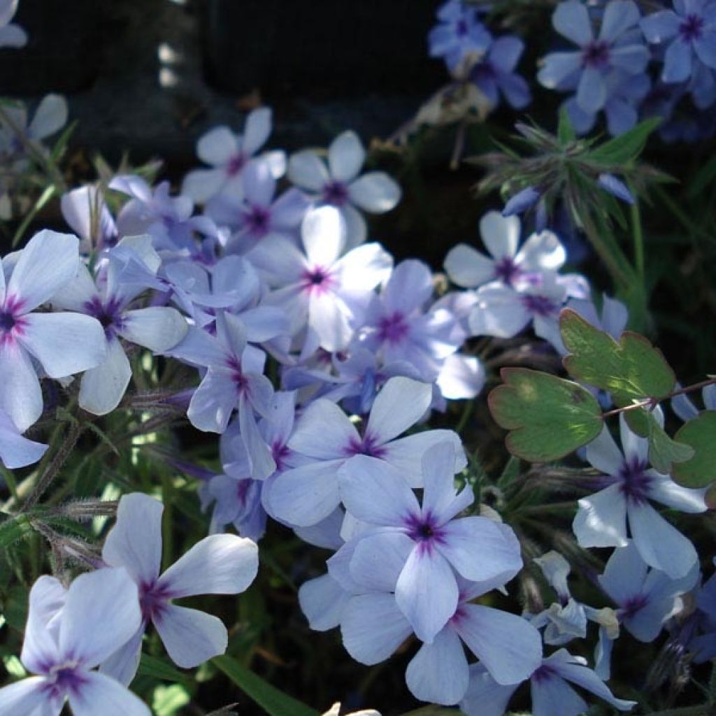 Phlox divaricata subsp. laphamii Chattahoochee