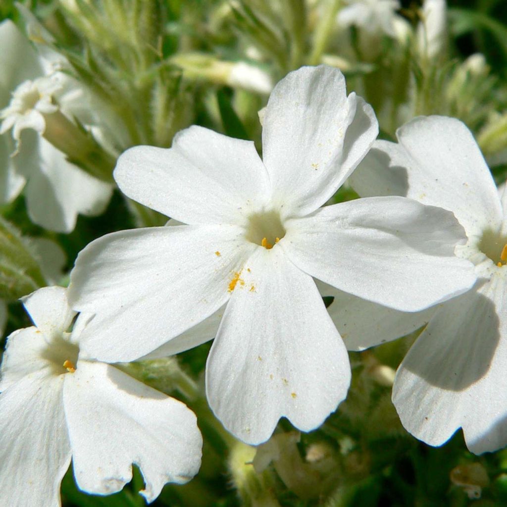 Phlox subulata White Delight